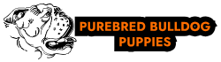 Purebred Bulldog Puppies