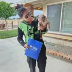 English Bulldog puppies for sale